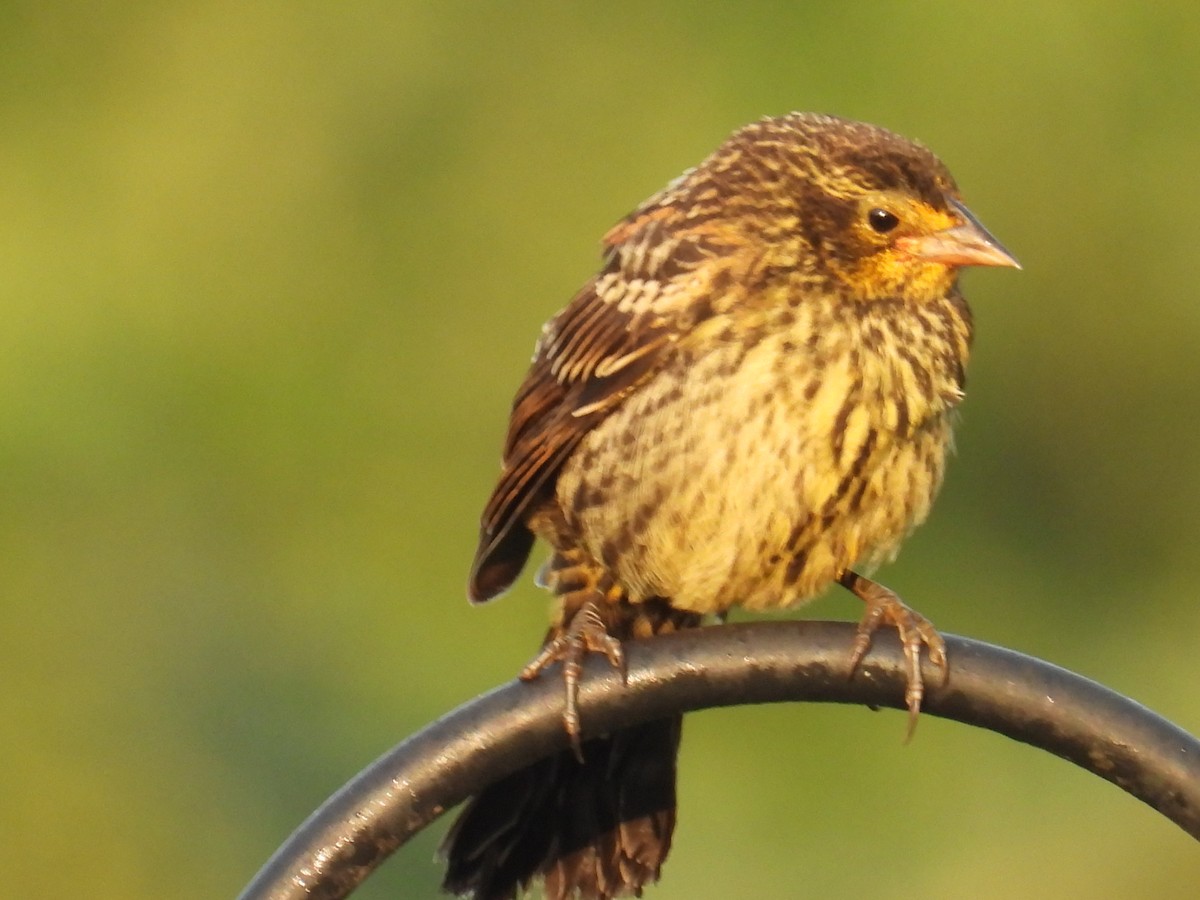 bird sp. - ML638741767