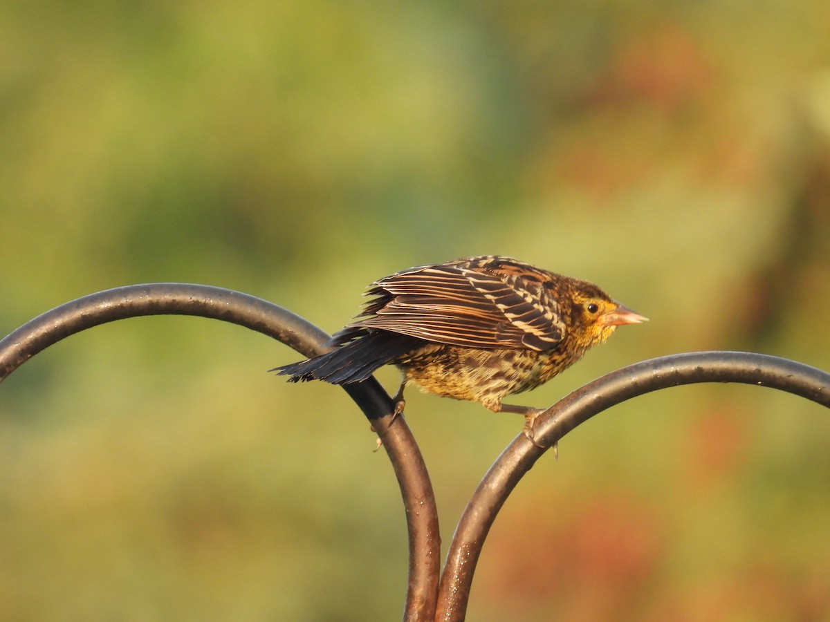 bird sp. - ML638741768