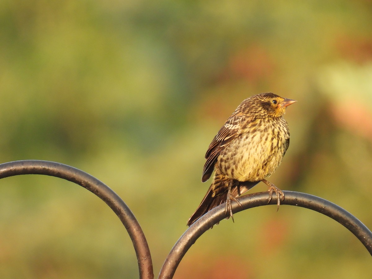 bird sp. - ML638741769