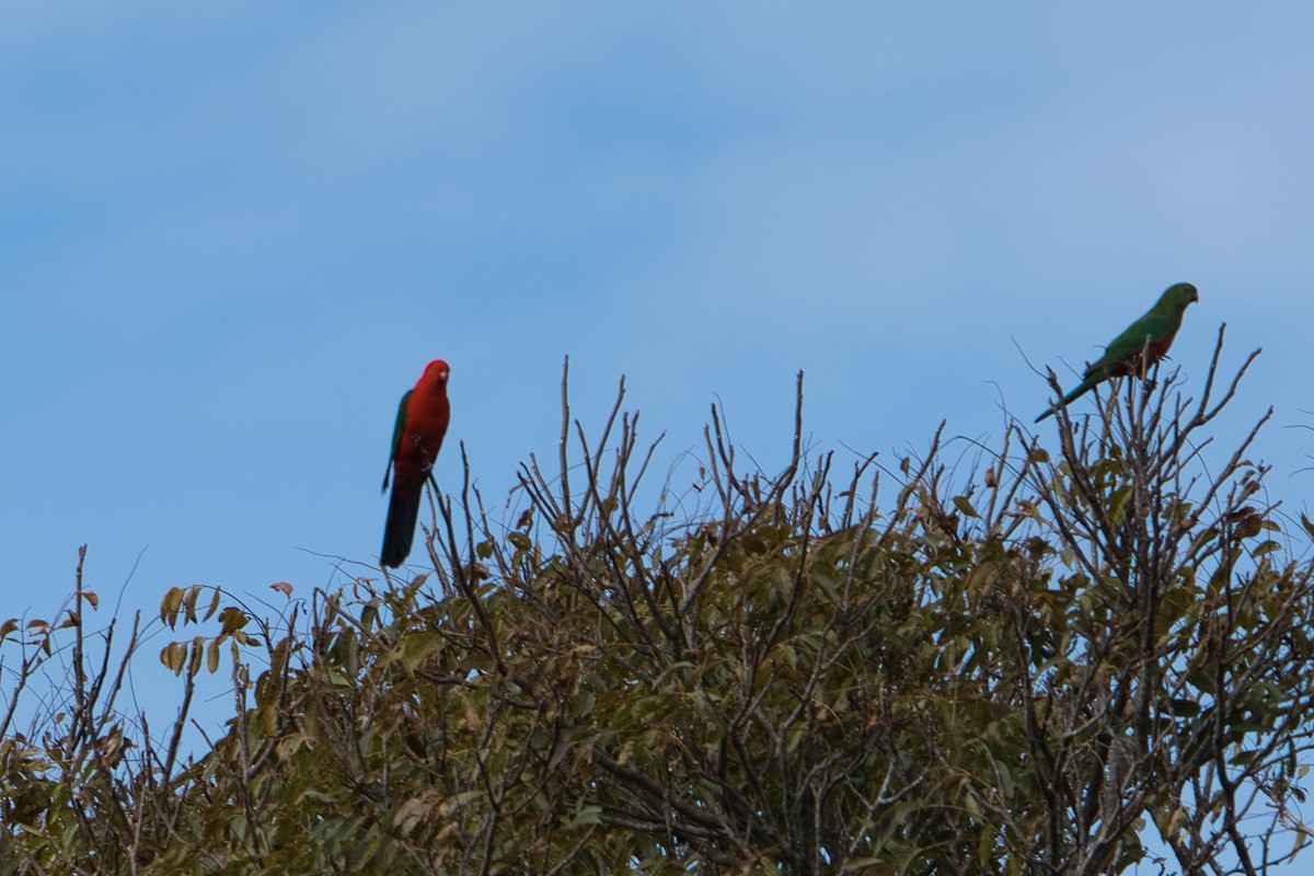 Australian King-Parrot - ML638741771