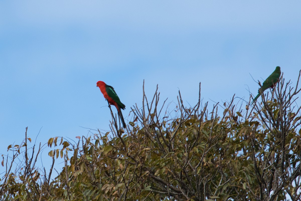 Australian King-Parrot - ML638741772