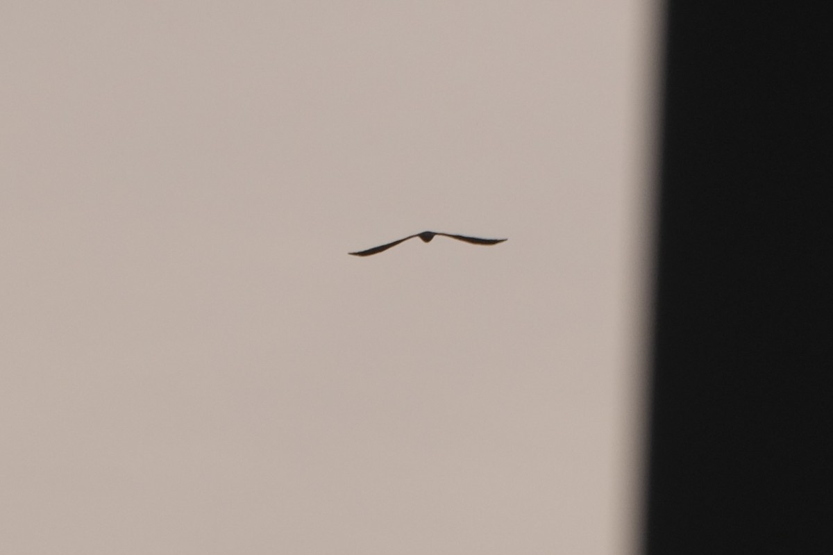 White-tailed Kite - ML638741778