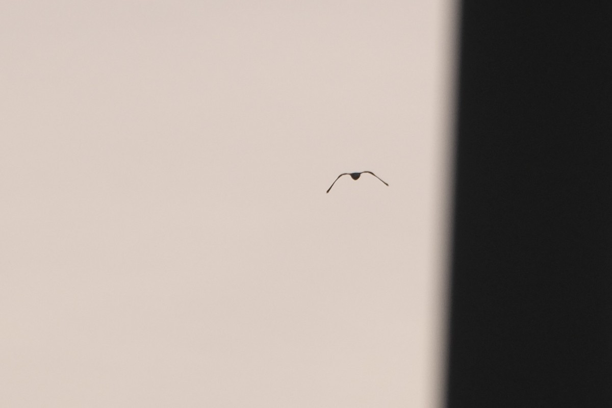 White-tailed Kite - ML638741779