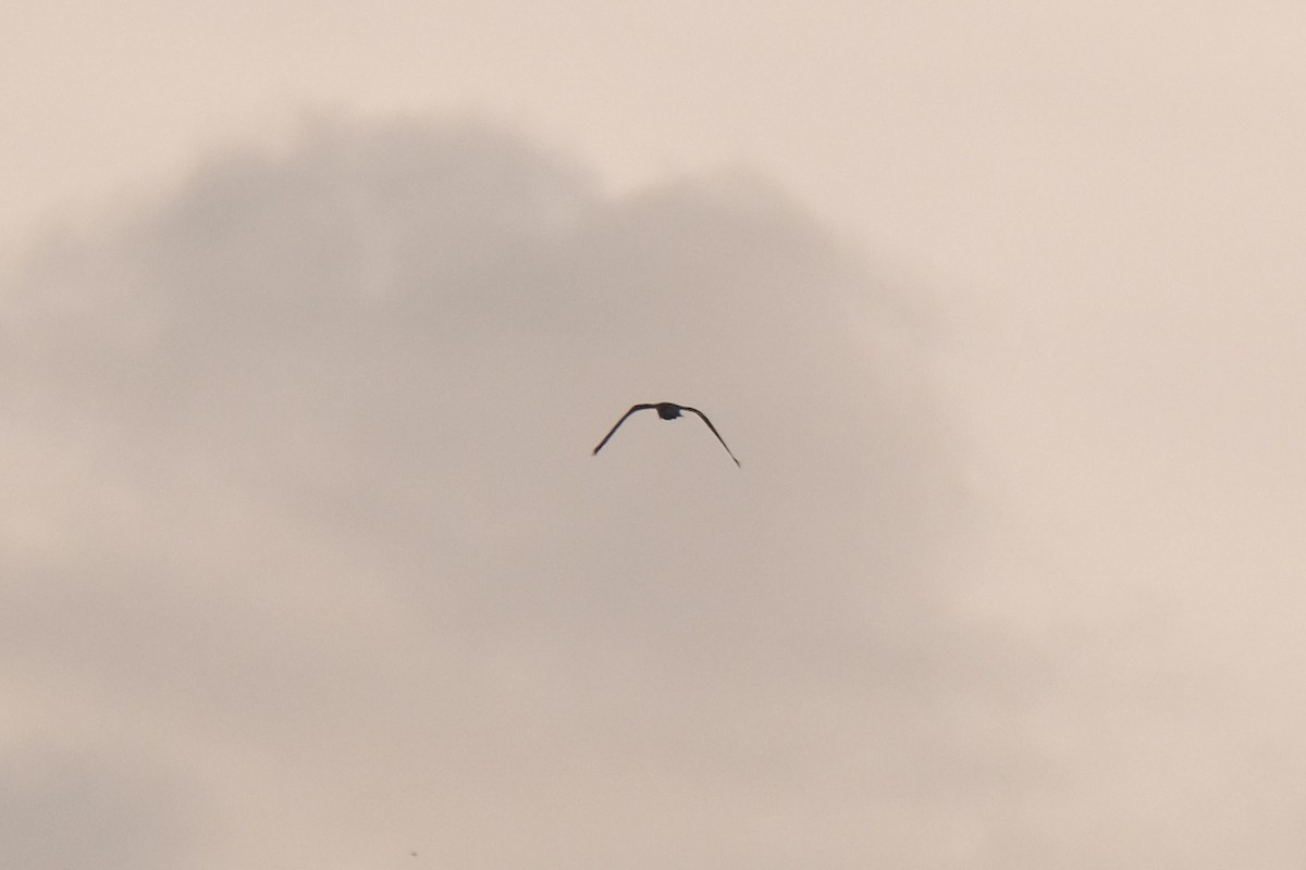 White-tailed Kite - ML638741780