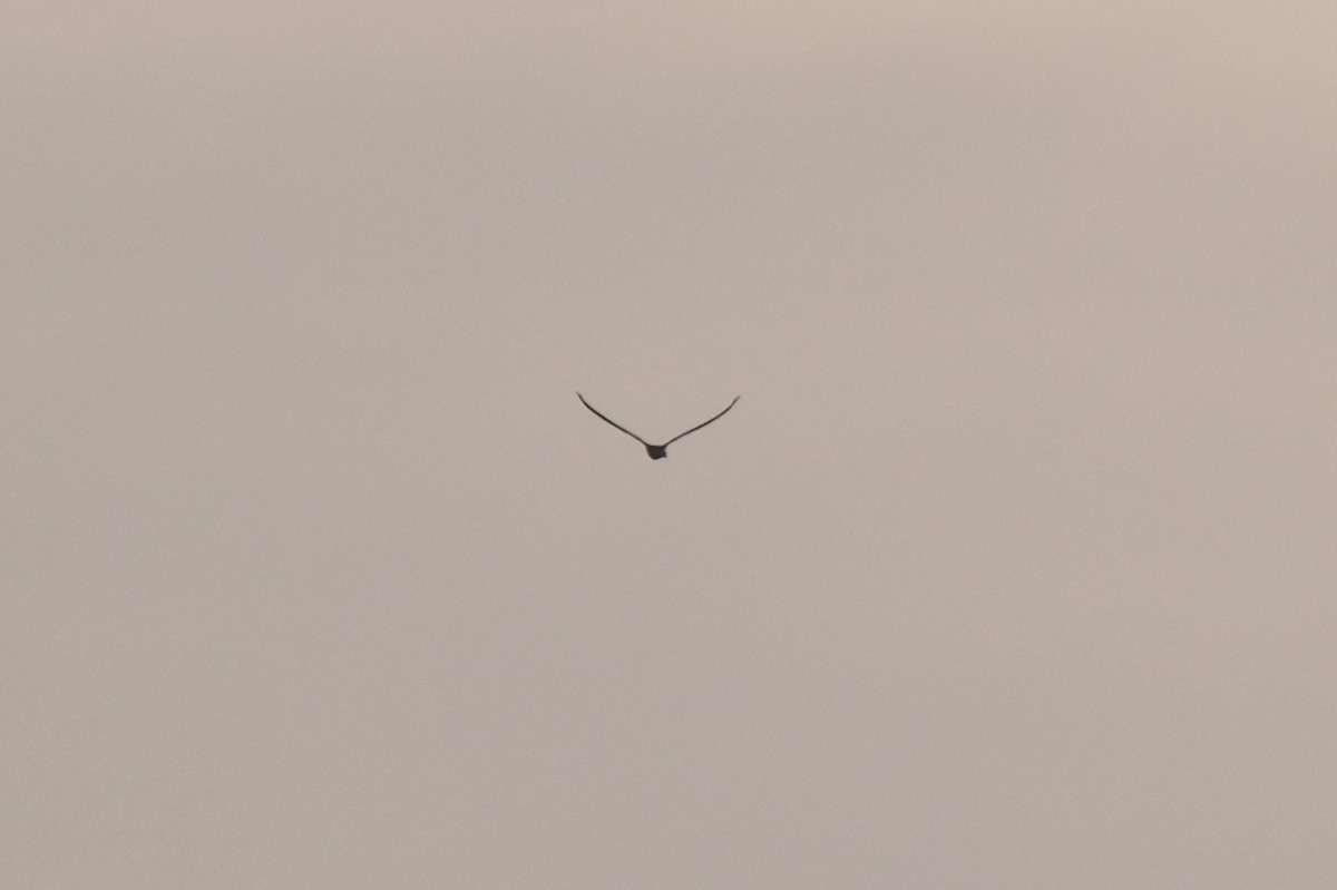 White-tailed Kite - ML638741782