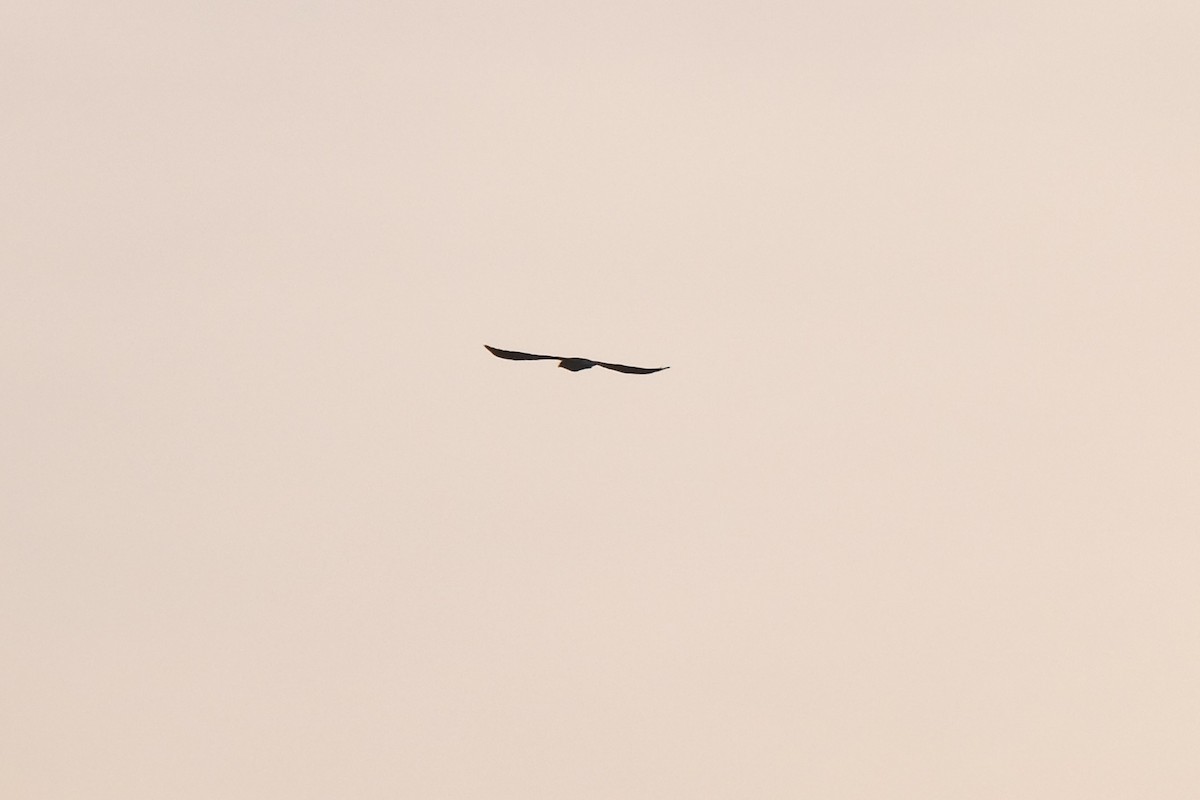White-tailed Kite - ML638741783