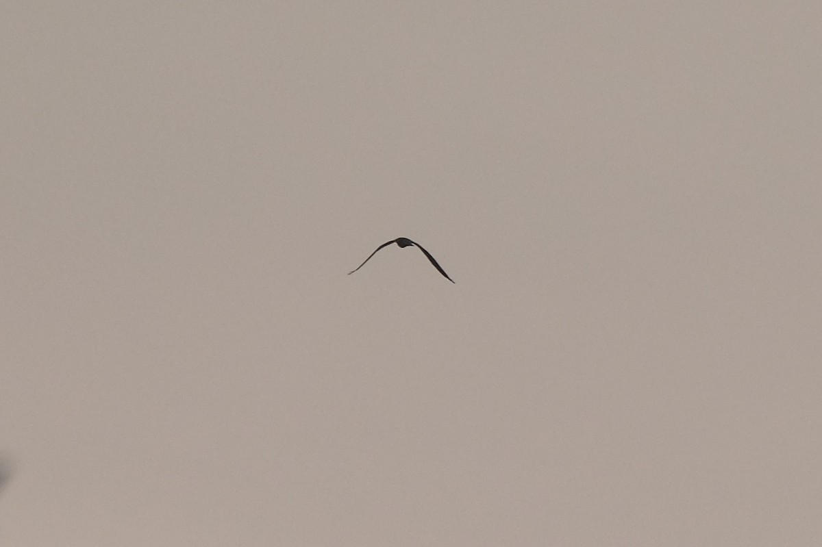 White-tailed Kite - ML638741784