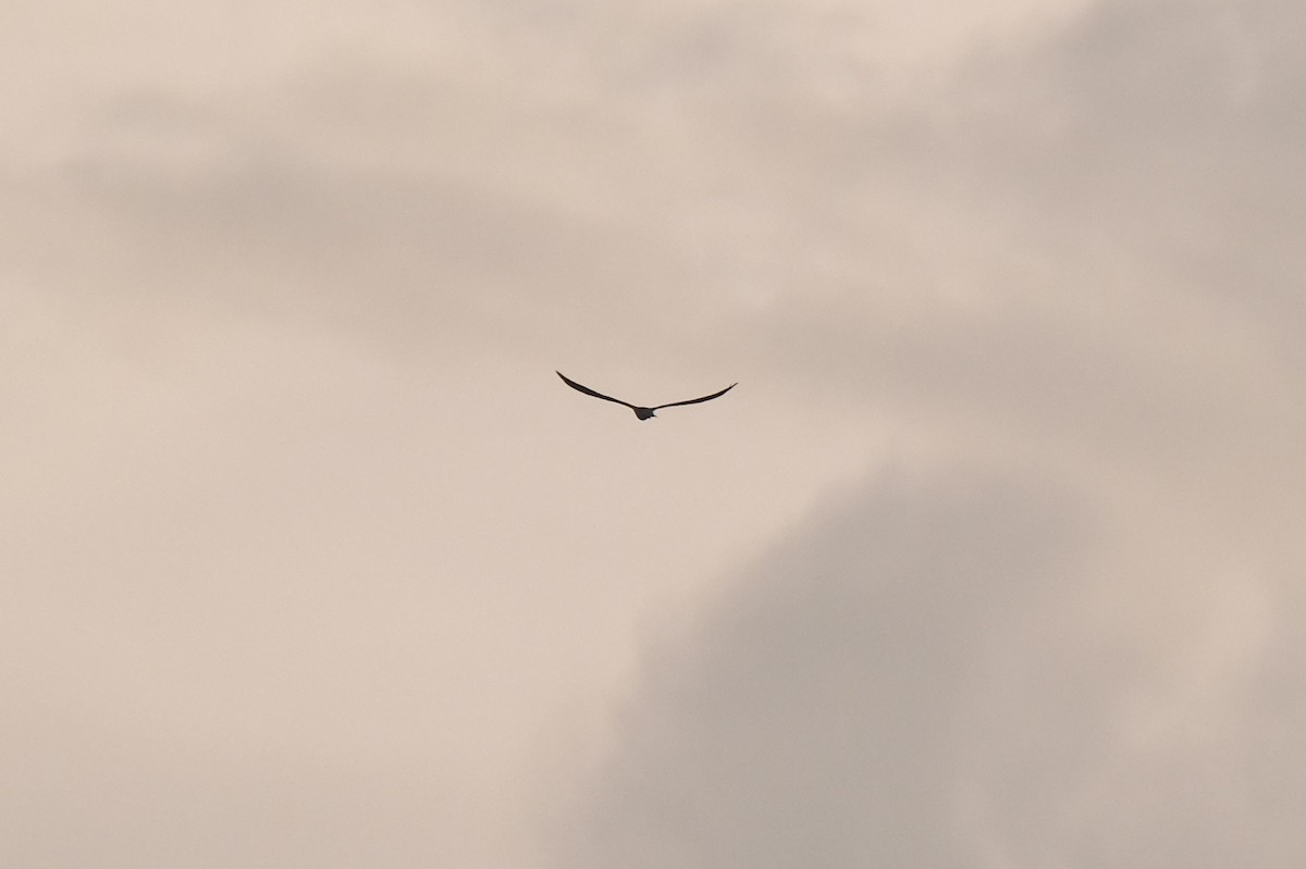 White-tailed Kite - ML638741786