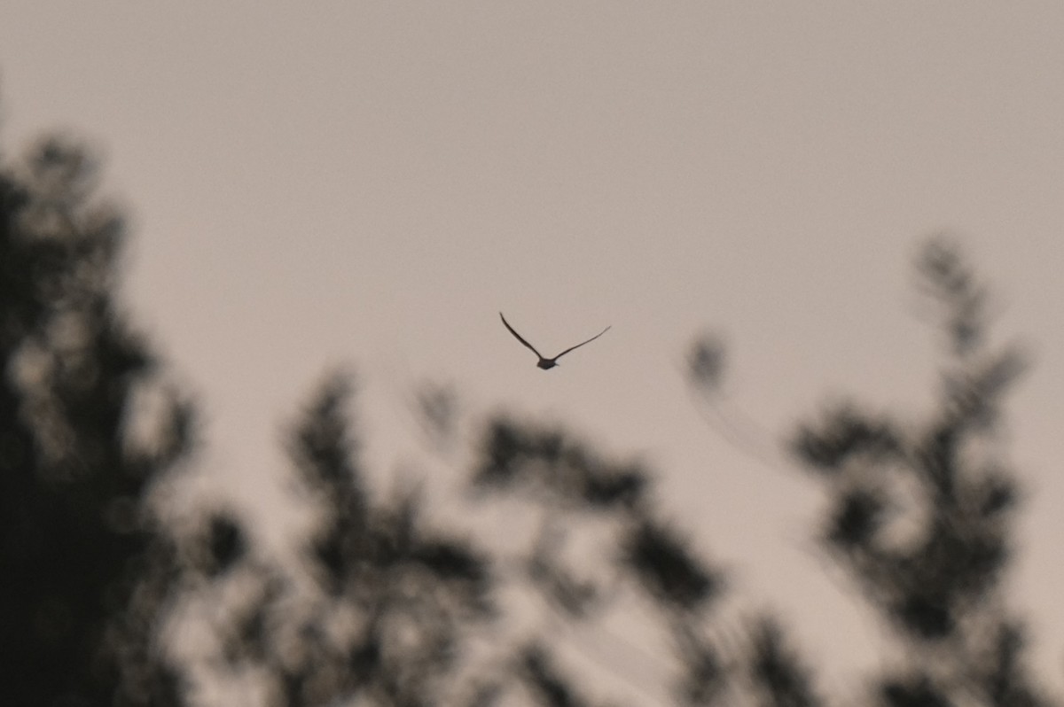 White-tailed Kite - ML638741787