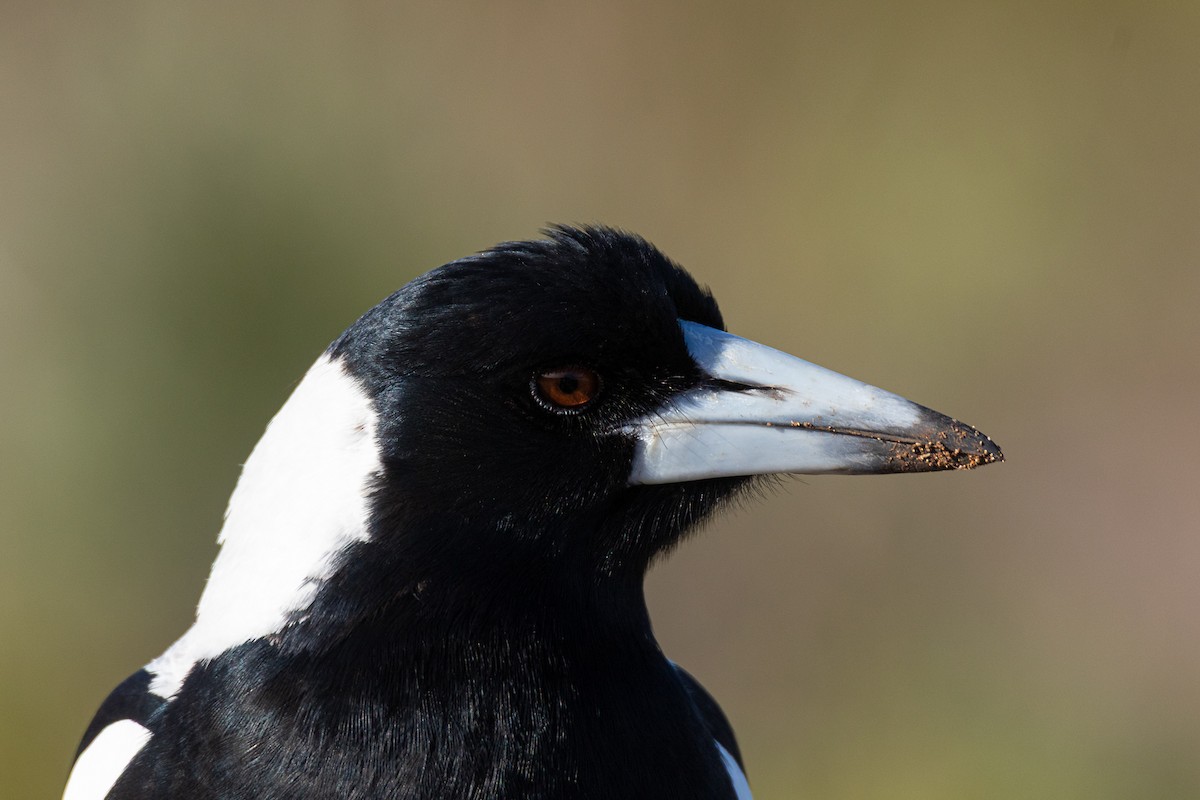 Australian Magpie - ML638741789