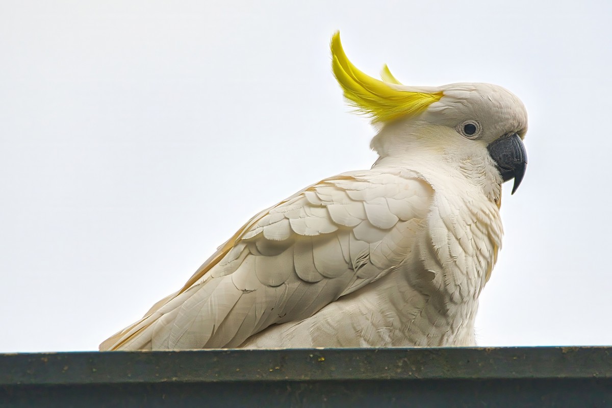 Sulphur-crested Cockatoo - ML638741792