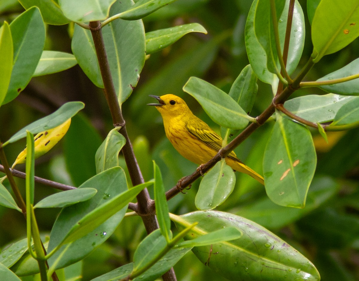 Yellow Warbler (Golden) - ML638741844
