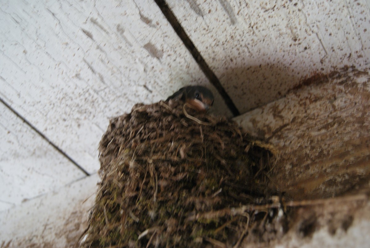 Barn Swallow - ML638741847