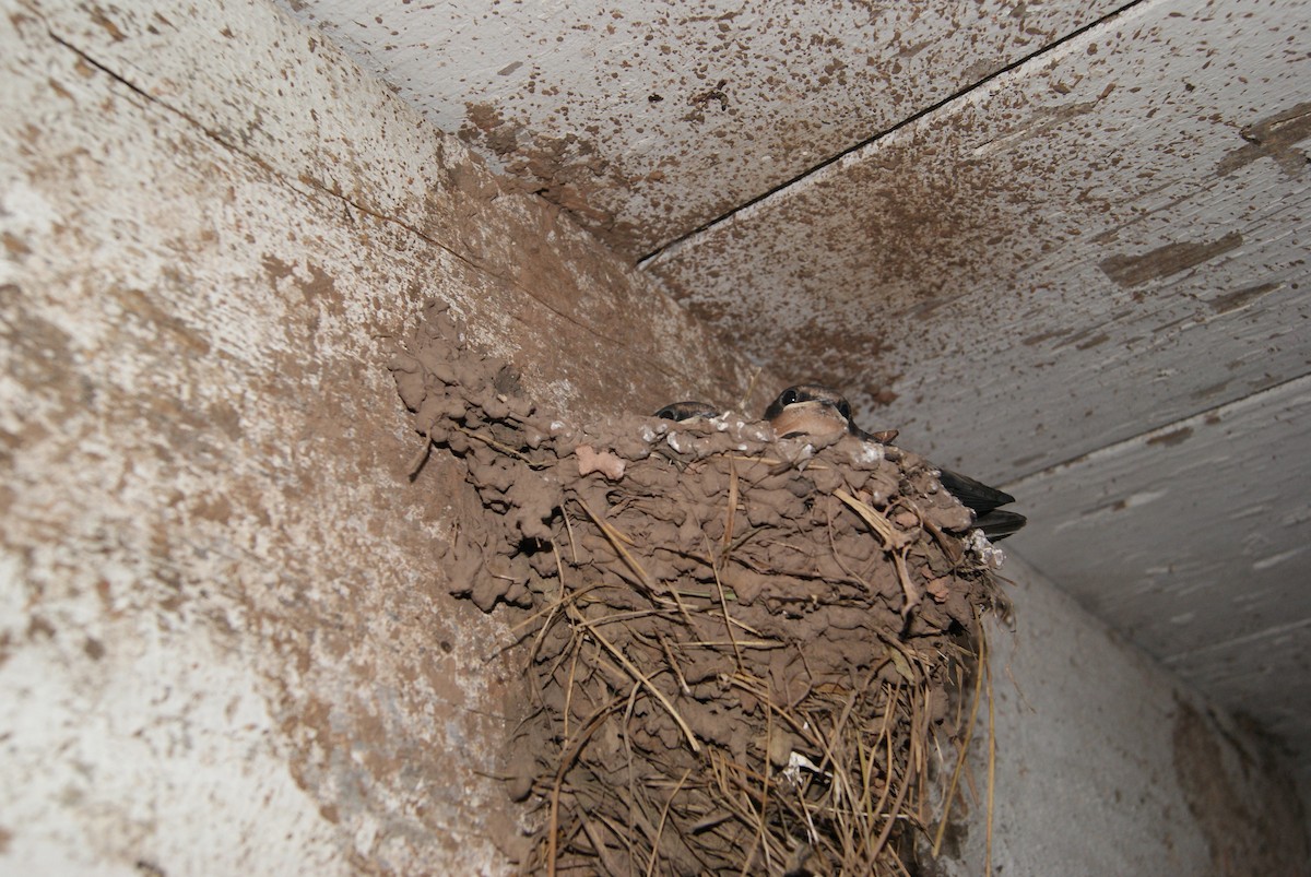 Barn Swallow - ML638741848