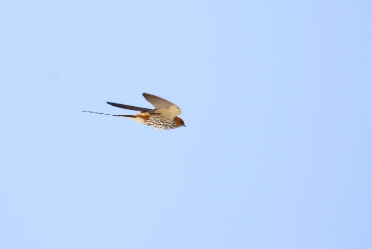 Lesser Striped Swallow - ML638741853