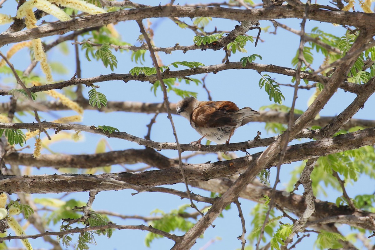 Northern Gray-headed Sparrow - ML638741863