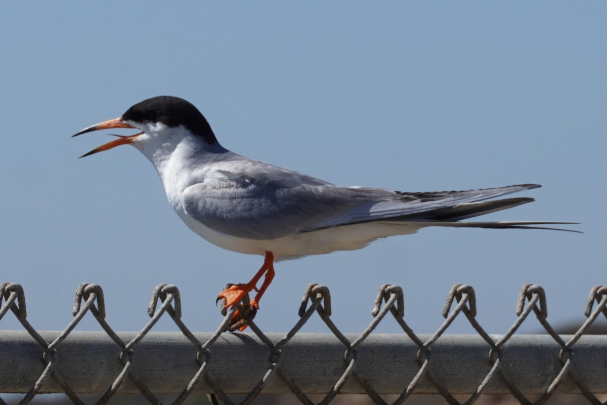 Forster's Tern - ML638741890