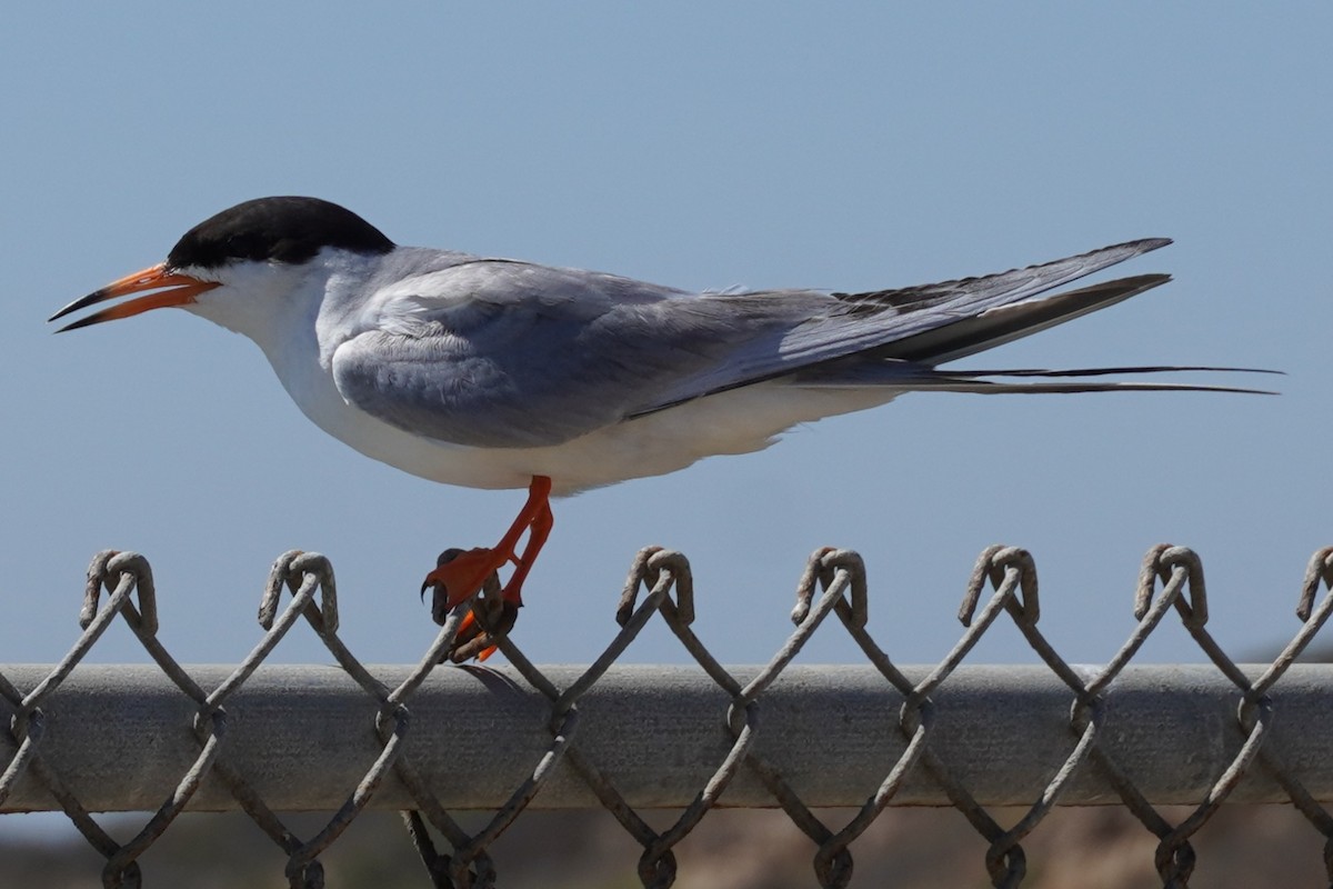 Forster's Tern - ML638741896