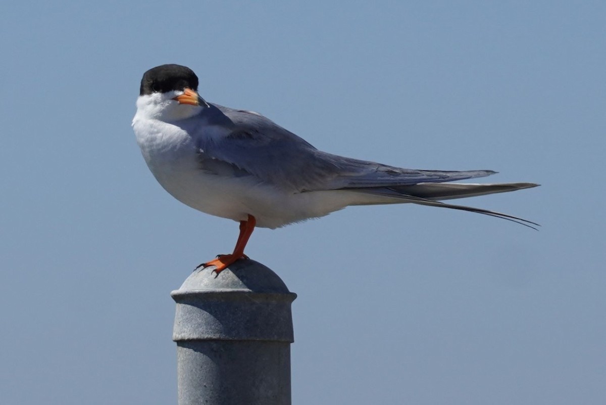 Forster's Tern - ML638741897