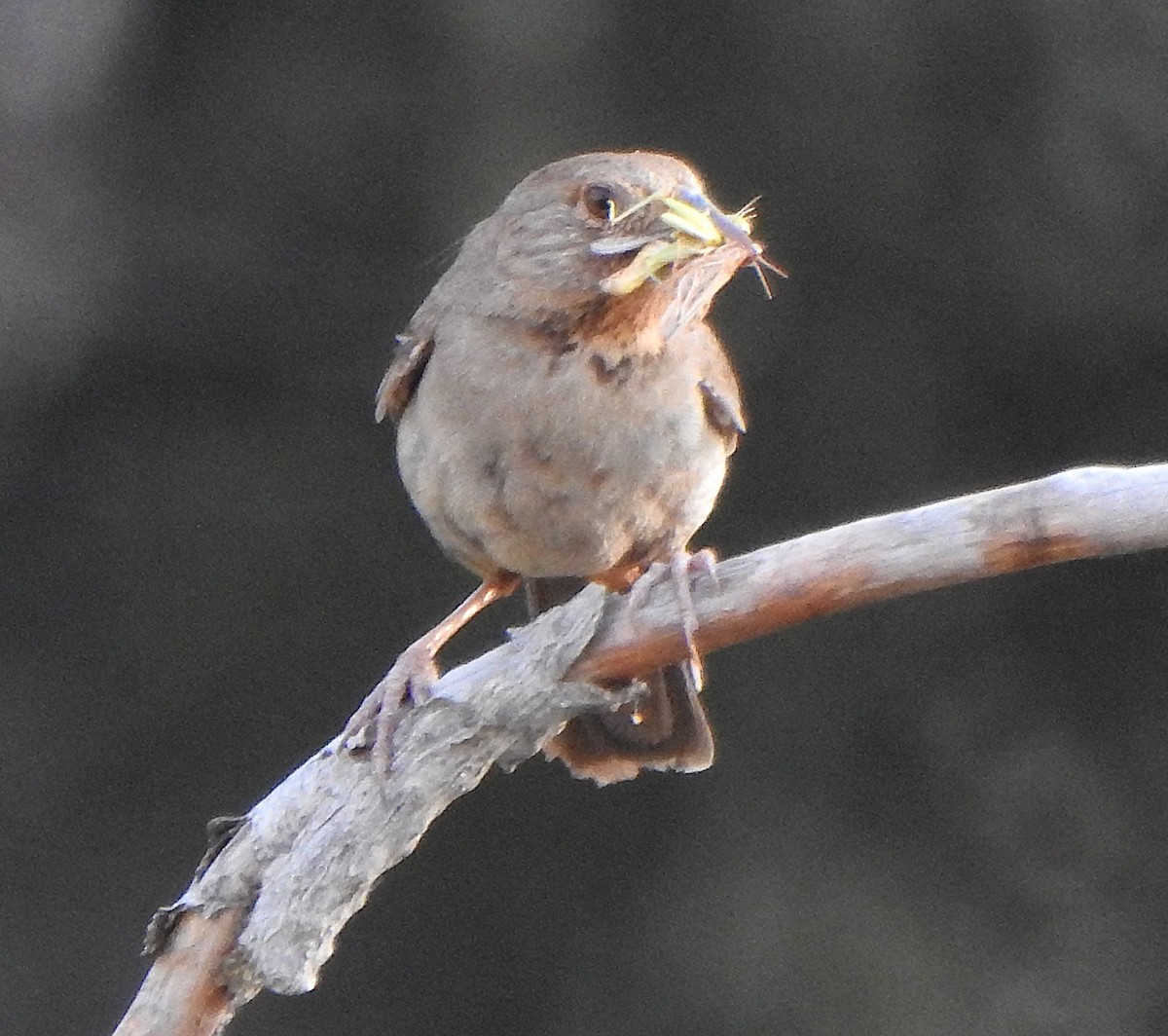 California Towhee - ML638741904