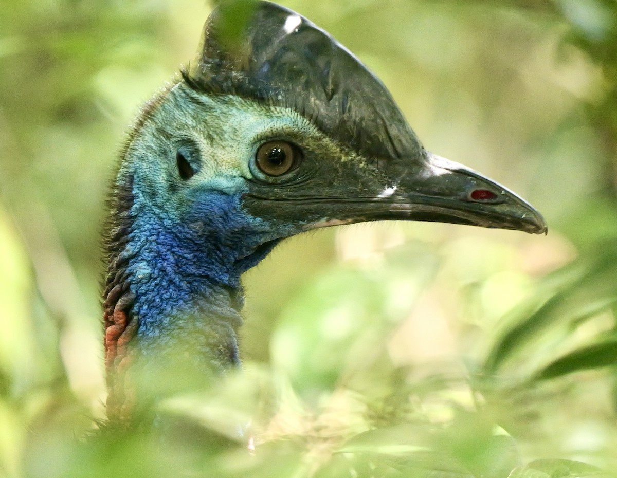 Southern Cassowary - ML638741906