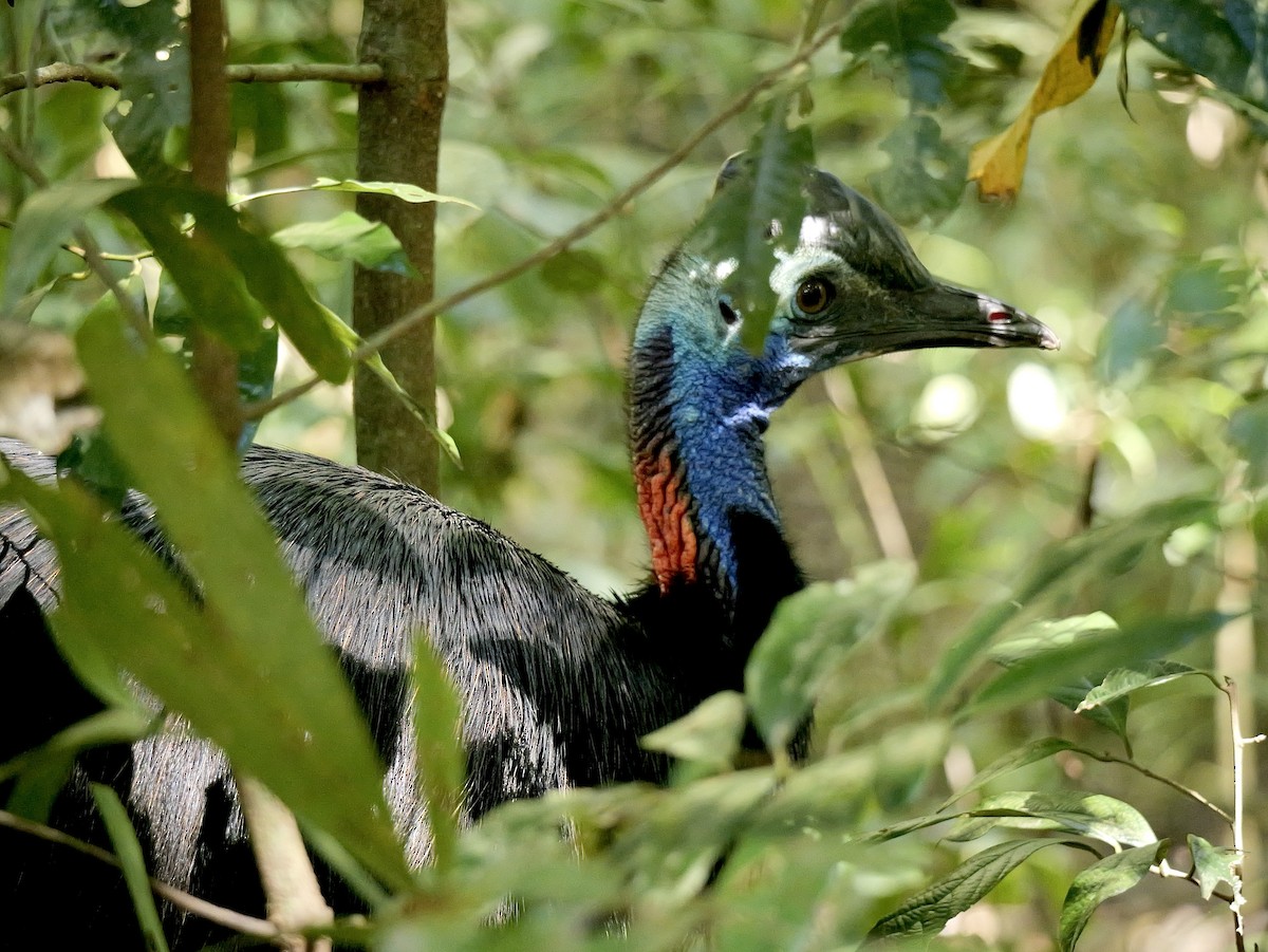 Southern Cassowary - ML638741907