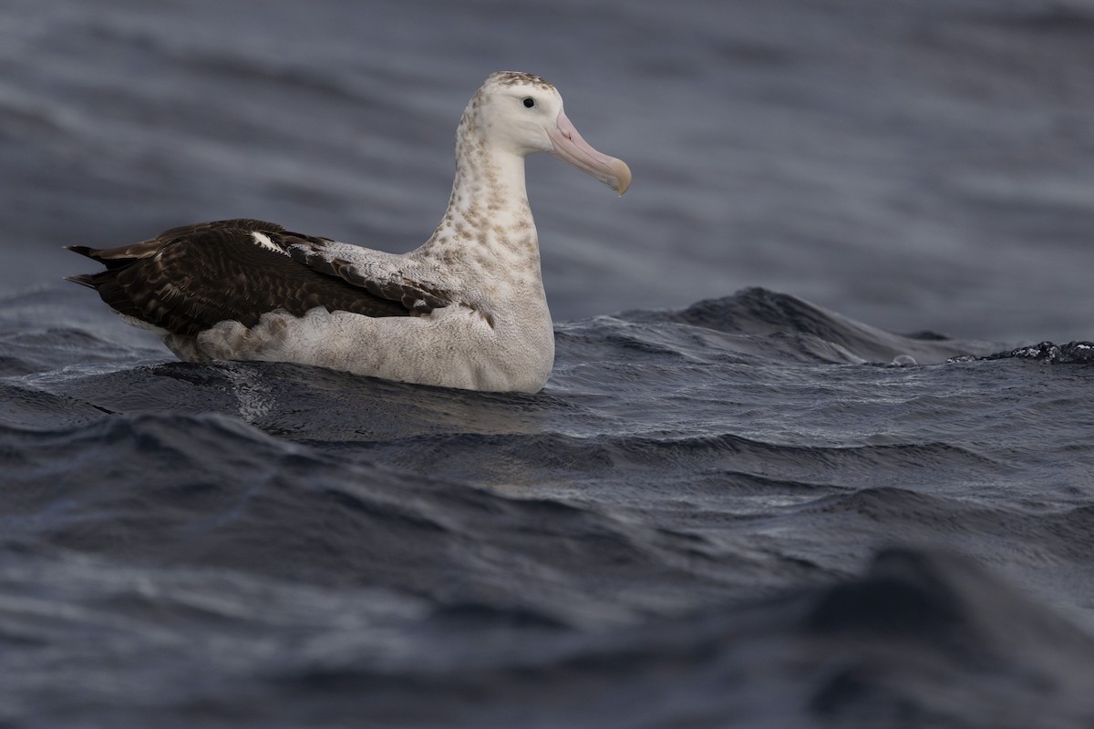 Antipodean Albatross (Gibson's) - ML638741911