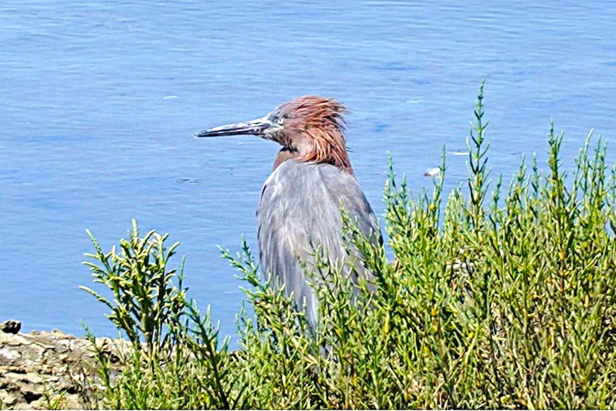 Reddish Egret - ML638741913