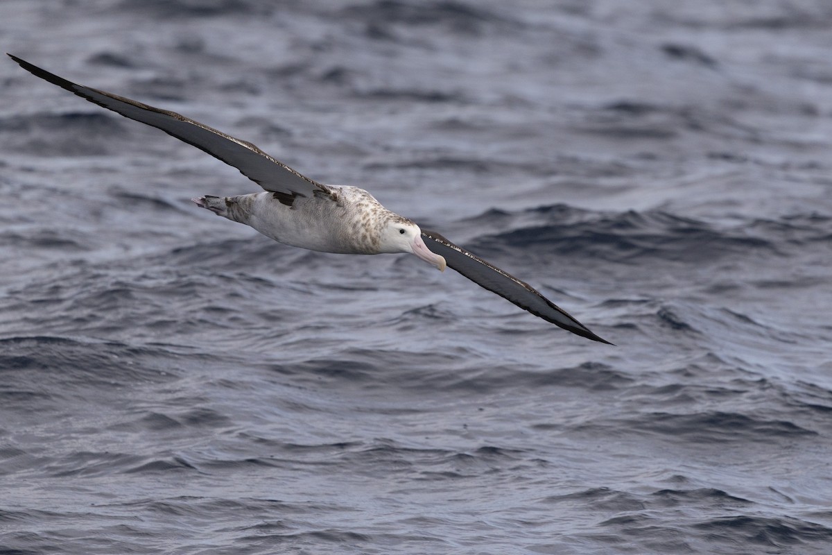 Antipodean Albatross (Gibson's) - ML638741915
