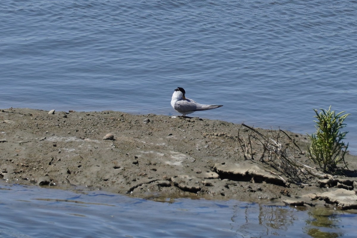 Least Tern - ML638741917
