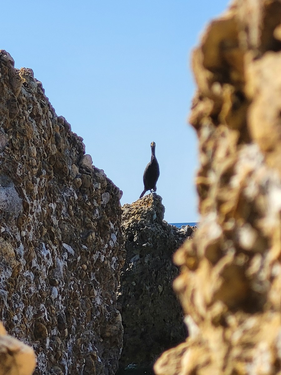 European Shag - ML638741927