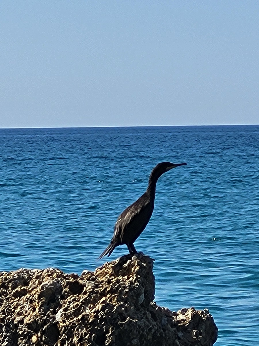 European Shag - ML638741928