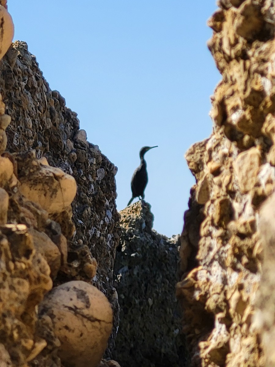 European Shag - ML638741929