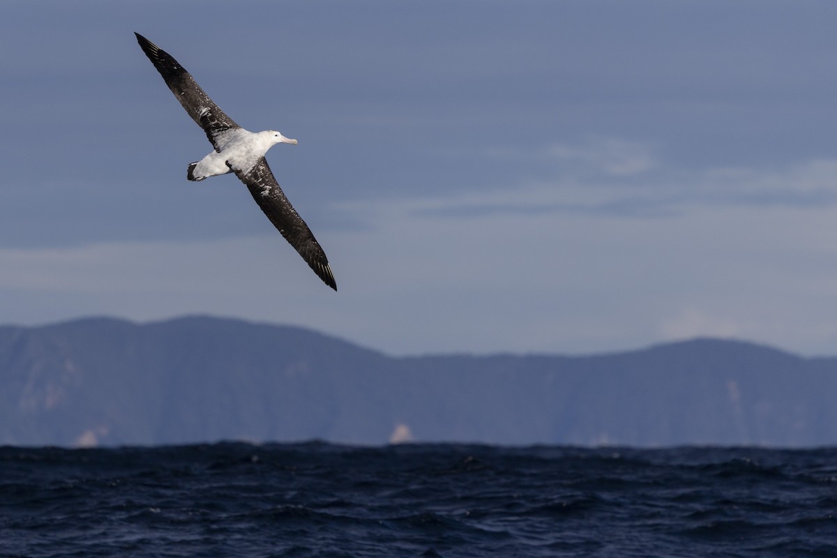 Antipodean Albatross (Gibson's) - ML638741939