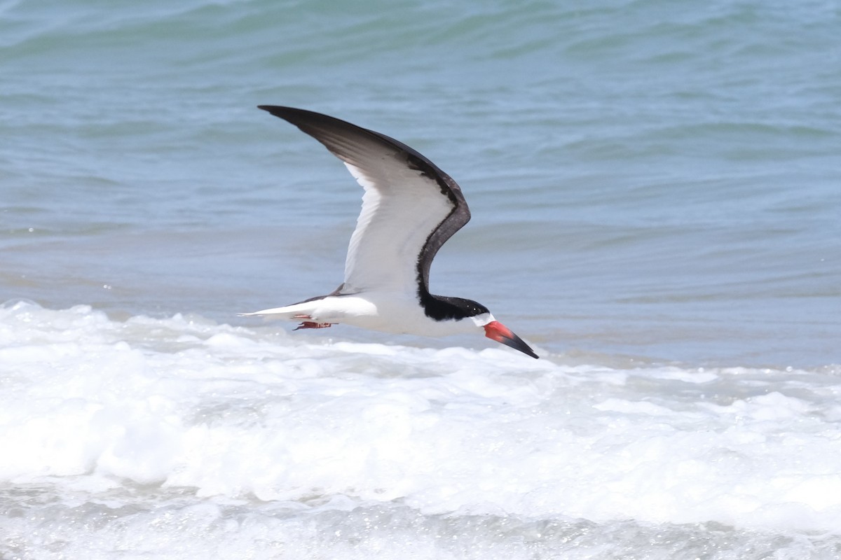 Black Skimmer - ML638741956