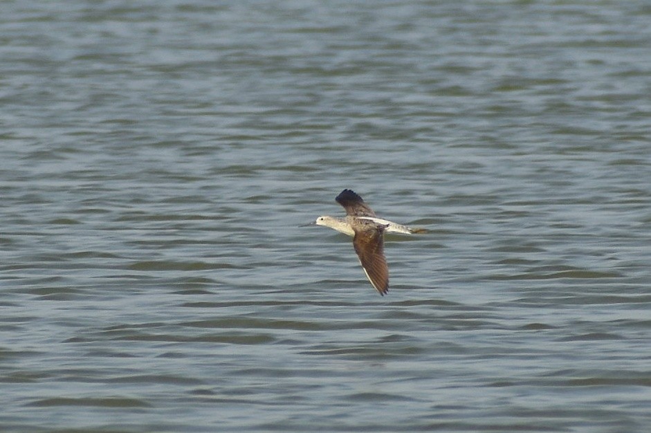 Marsh Sandpiper - ML638741983