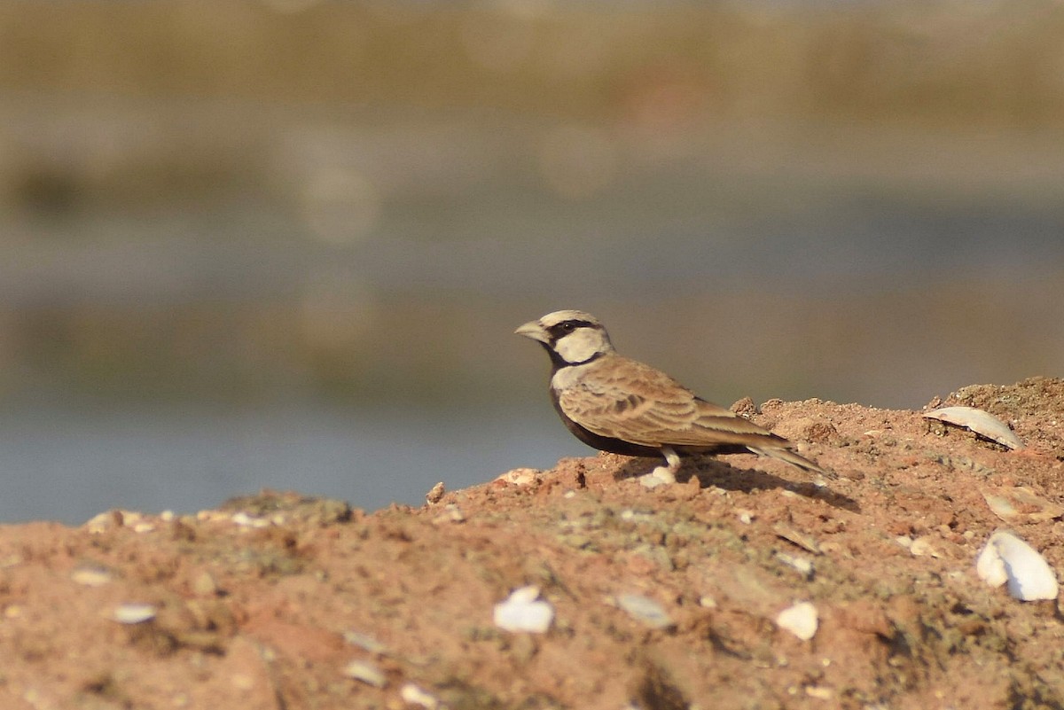Ashy-crowned Sparrow-Lark - ML638742012