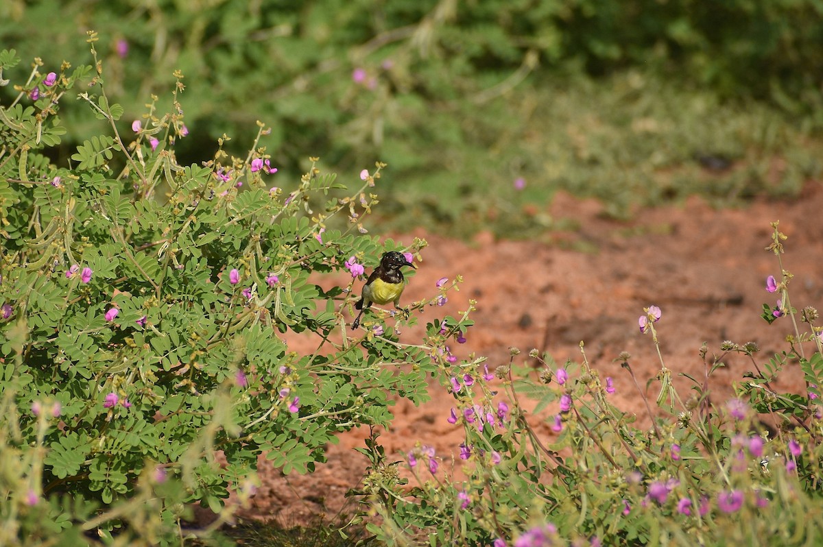 Purple-rumped Sunbird - ML638742016