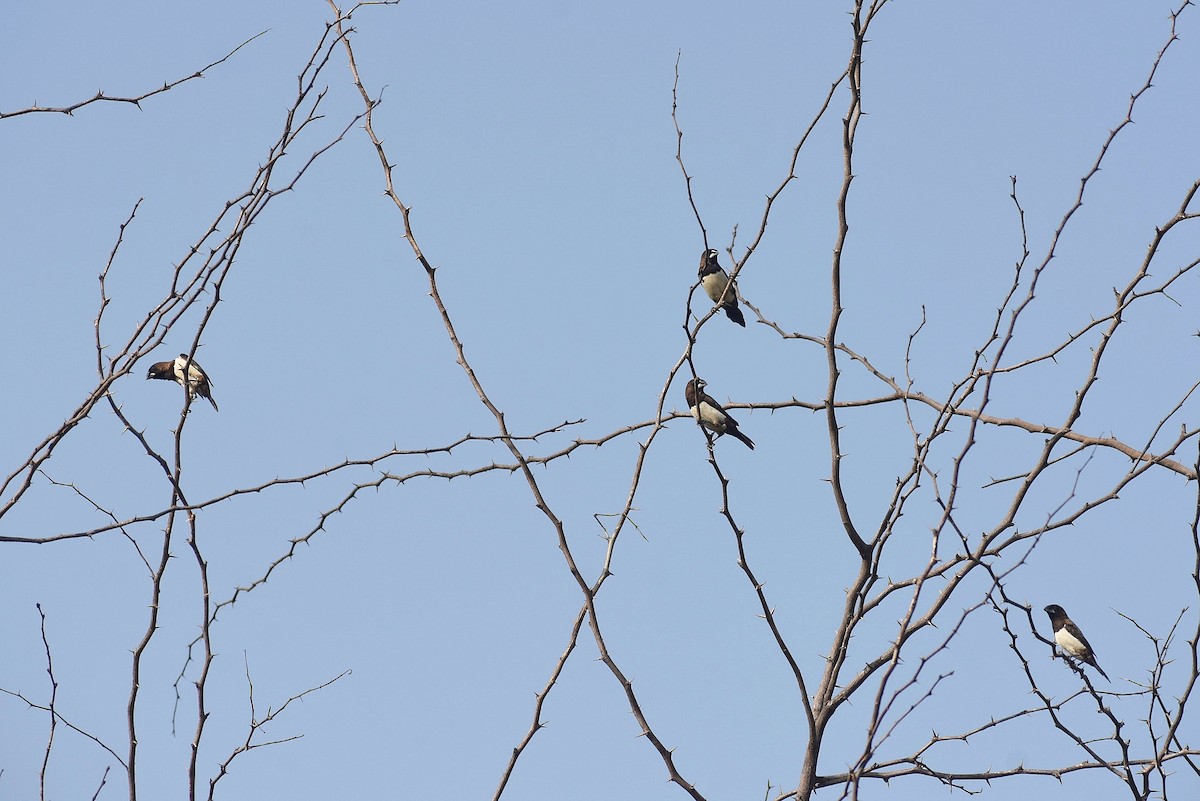 White-rumped Munia - ML638742019