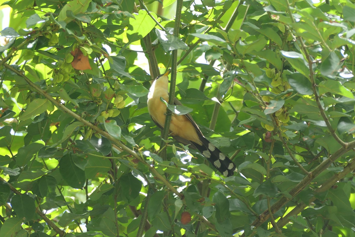 Mangrove Cuckoo - ML638742032