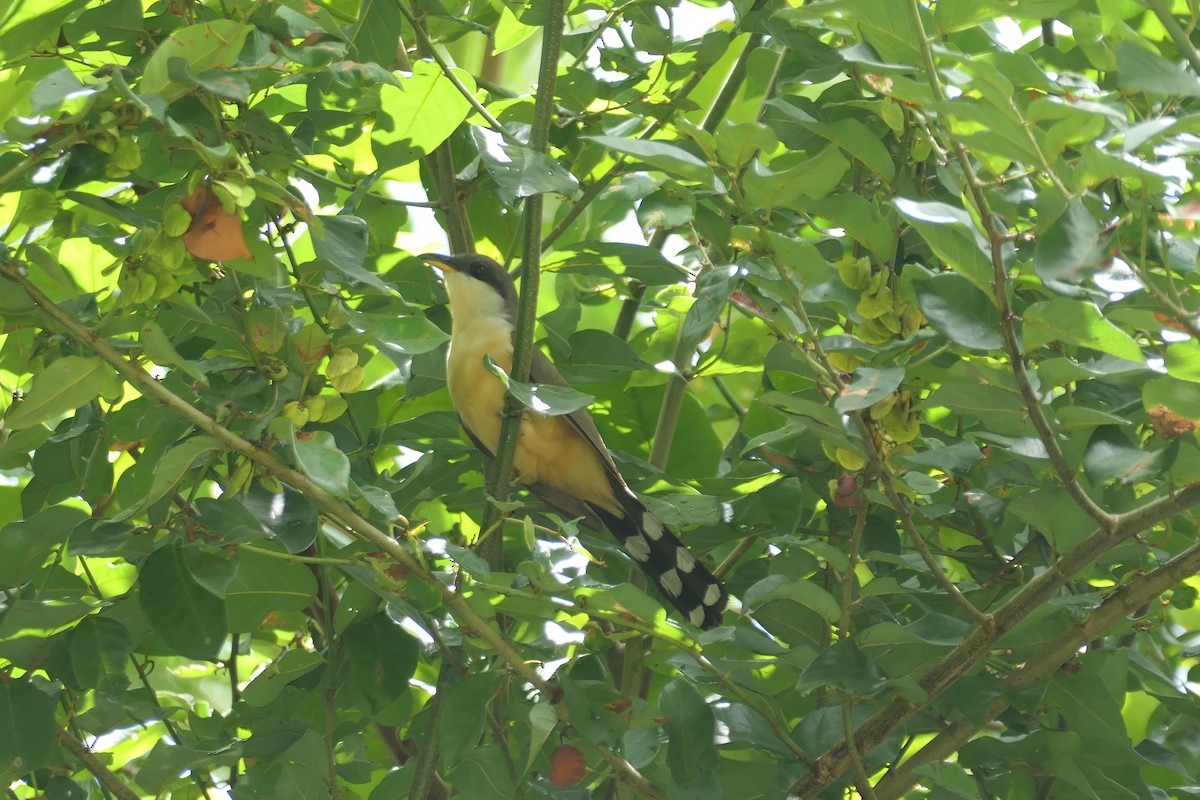 Mangrove Cuckoo - ML638742033