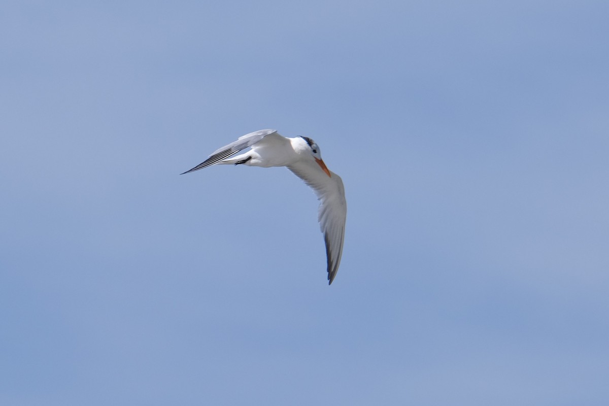 Royal Tern - ML638742037