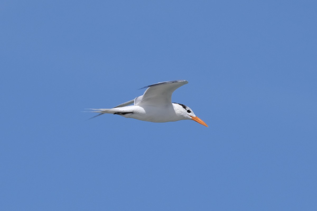 Royal Tern - ML638742039