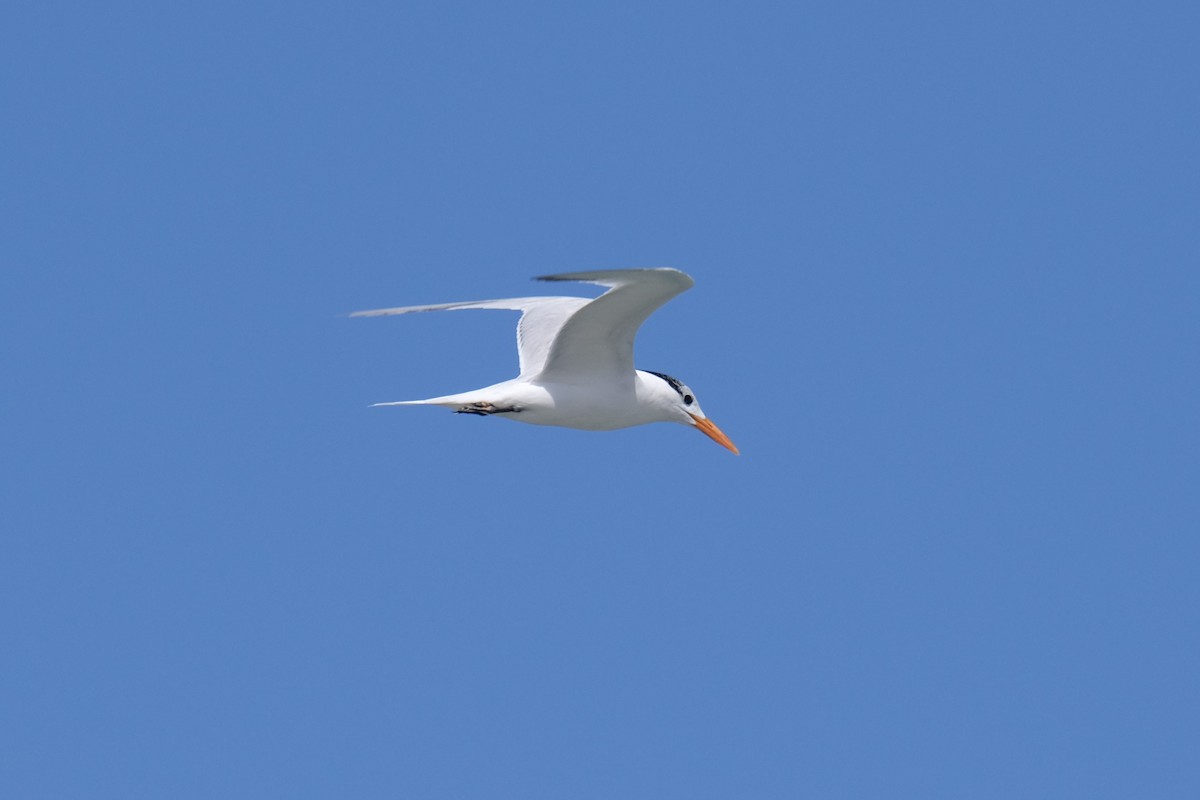 Royal Tern - ML638742041