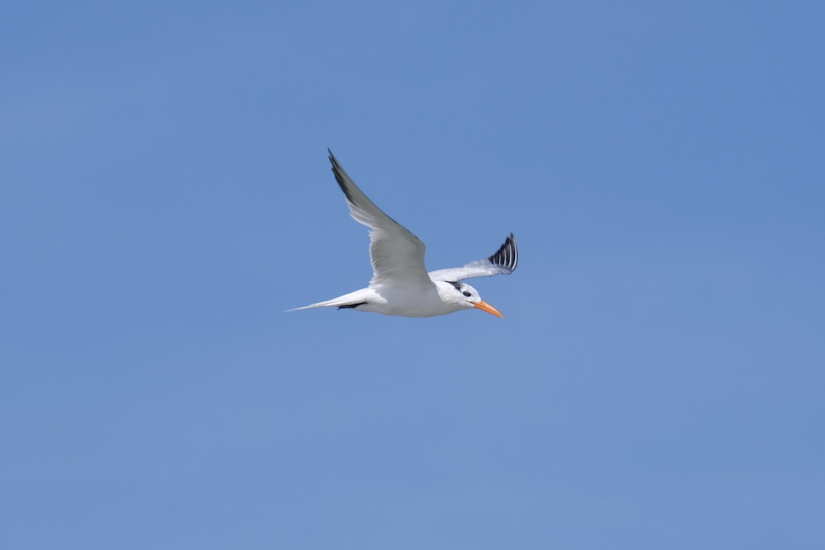 Royal Tern - ML638742044