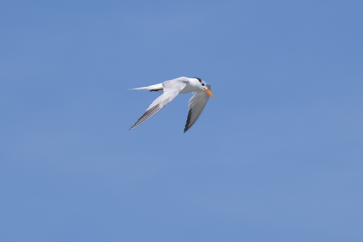 Royal Tern - ML638742045