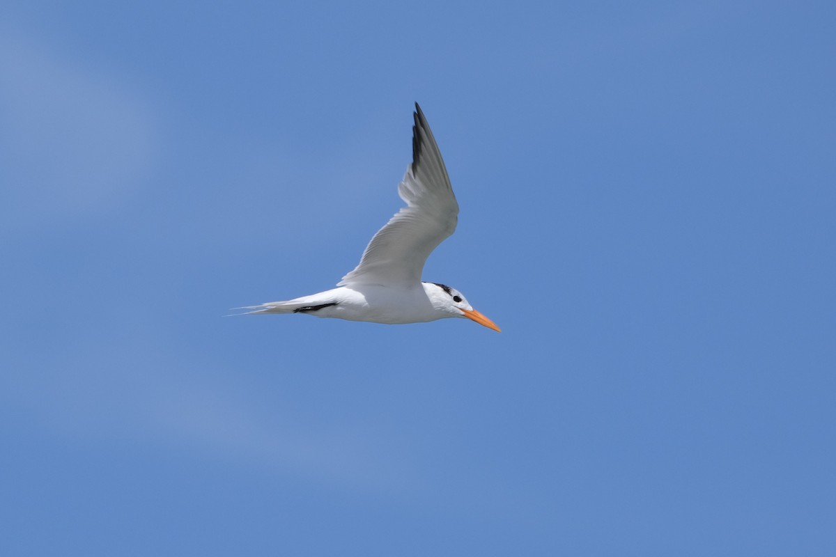 Royal Tern - ML638742046