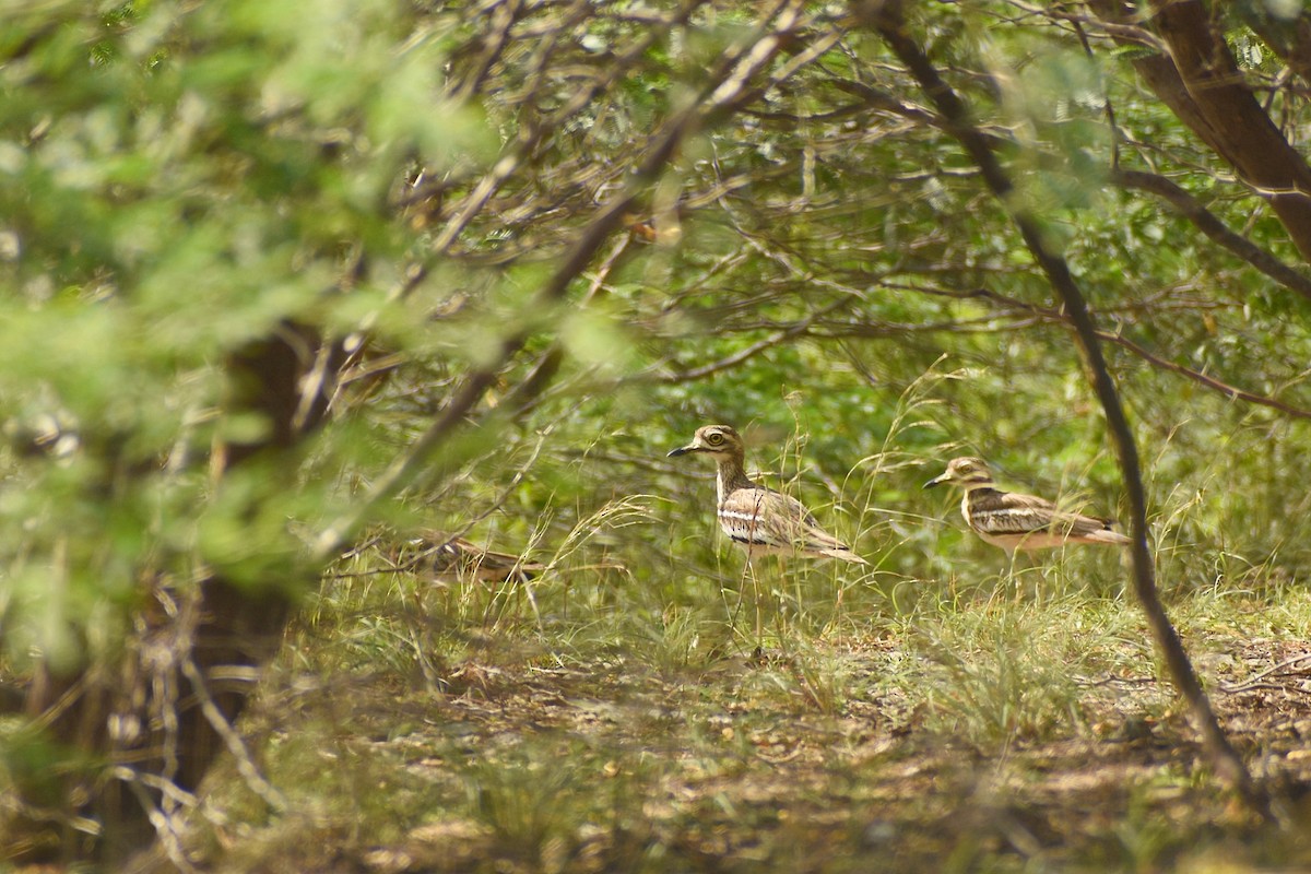 Indian Thick-knee - ML638742083