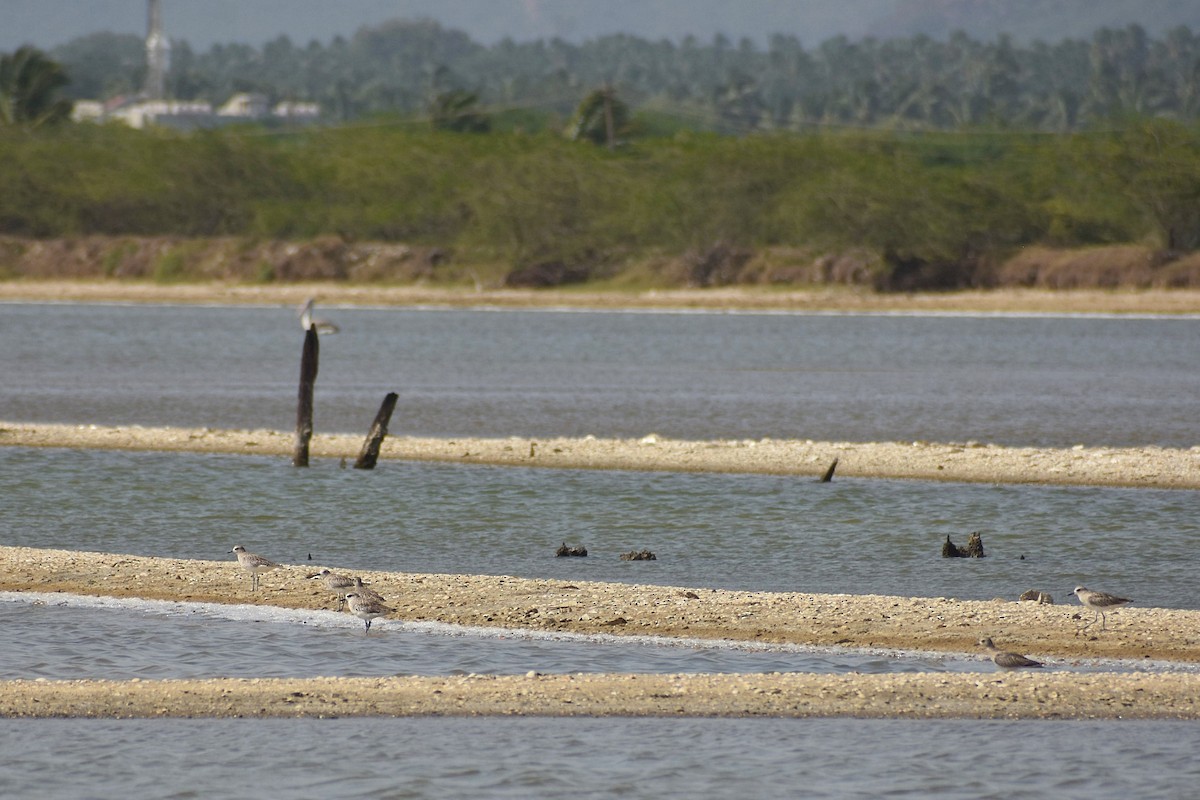 Black-bellied Plover - ML638742088