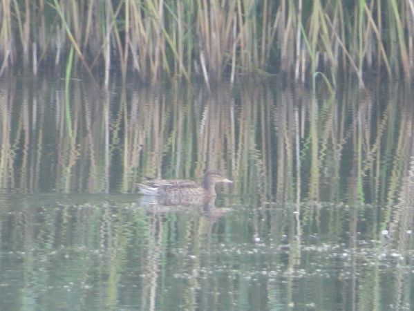 Çamurcun - ML638742114